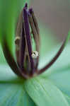 Green trillium